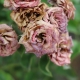 What does gray rot on roses look like and how to deal with it?