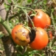 À quoi ressemble le stolbur de tomate et comment traiter la maladie?