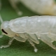 白蟑螂长什么样子，如何摆脱它们？