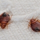 Che aspetto hanno gli insetti del divano e come affrontarli?