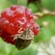 Hvordan ser væggelus ud på hindbær, og hvordan håndterer man dem?