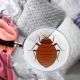 How do bed bugs get in the mattress and how to get rid of them?