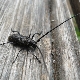 Welche schwarzen Käfer gibt es im Haus und wie kann man sie loswerden?