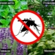 Hvilke planter frastøder myg?