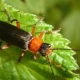 Quels coléoptères sont des parasites et comment s'en débarrasser?