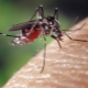 Jaký zápach zastrašit komáry?