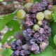 ¿Qué es la podredumbre de las uvas y cómo tratarla?