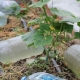 Tröpfchenbewässerung aus Plastikflaschen