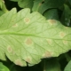 Cladosporium sygdom: hvad er det og hvordan man bekæmper det?