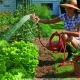 When is it better to water the garden: in the morning or in the evening?