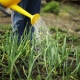 When to stop watering onions and why?