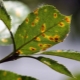 Taches brunes sur les feuilles de pommier: causes et traitement