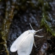 The best folk remedies for whitefly