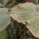 Misure per combattere gli acari sui cetrioli in serra