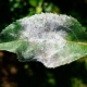 Oïdium sur un pommier: description et raisons de son apparition