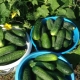 Folkmedicijnen voor het voeren van komkommers
