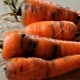 Folk remedies for carrot fly