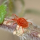 Volksheilmittel gegen Spinnmilben