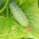 Rimedi popolari per ingiallire le foglie di cetriolo