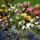 Ammoniak til blomster: fordele og påføringsmetoder