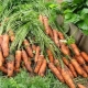 Ammonia for carrots