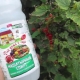Ammonium from aphids on currants