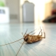 Behandeling voor kakkerlakken met mist