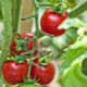 Behandling af tomater med strålende grønt