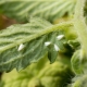 Beskrivelse af hvidflue på tomater i drivhus og bekæmpelsesmetoder