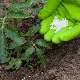 Descripción y aplicación de fertilizantes potásicos para tomates.