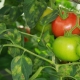 番茄枝状孢子虫病的描述和疾病的治疗