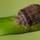 وصف حشرة السلحفاة الضارة وإجراءات مكافحتها