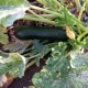 Description of powdery mildew on zucchini and methods of its treatment