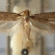 Description of the fur coat moth and how to deal with it