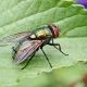 ¿De dónde vienen las moscas en el país y cómo deshacerse de ellas?