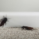 Waar komen kakkerlakken vandaan?