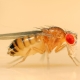 Fruitvlieg fruitvlieg: beschrijving en bestrijdingsmaatregelen
