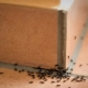 Warum erscheinen schwarze Ameisen im Haus und wie kann man sie loswerden?