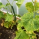 Hvorfor er agurkblade blege, og hvad skal man gøre?