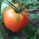 لماذا تظهر اليرقات على الطماطم وكيفية التعامل معها؟