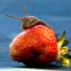 Hvorfor dukker snegle op på jordbær, og hvordan skal man håndtere dem?