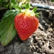 Why do strawberries have small berries and how to feed them?