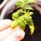 Hvorfor bliver tomatfrøplanter gule, og hvad skal man gøre?