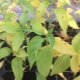 Hvorfor bliver peberblade gule, og hvad skal man gøre?