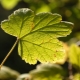 Why do currant leaves turn yellow and what to do about it?