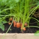 Aderezo de zanahorias en campo abierto.