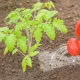 西红柿和荨麻的追肥 