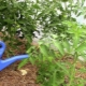 用硼酸在温室中对西红柿进行追肥