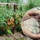 Top dressing of tomatoes in the greenhouse with ash