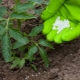 Top dressing of tomatoes with potassium monophosphate